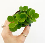 Load image into Gallery viewer, Peperomia tetraphylla  &#39;Hope&#39;
