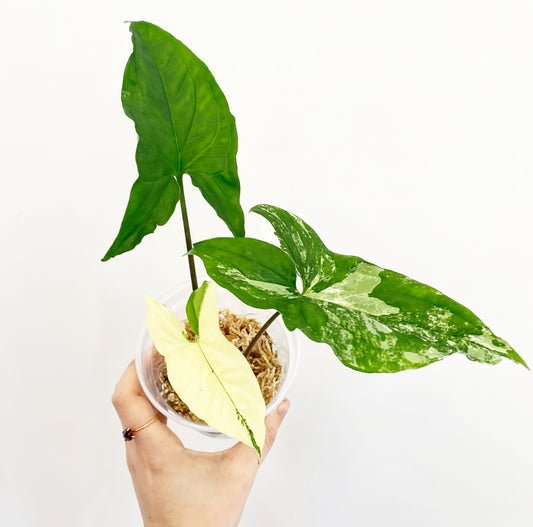 Syngonium 'Albo'