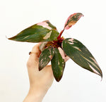 Load image into Gallery viewer, Philodendron Pink Princess “Marble”
