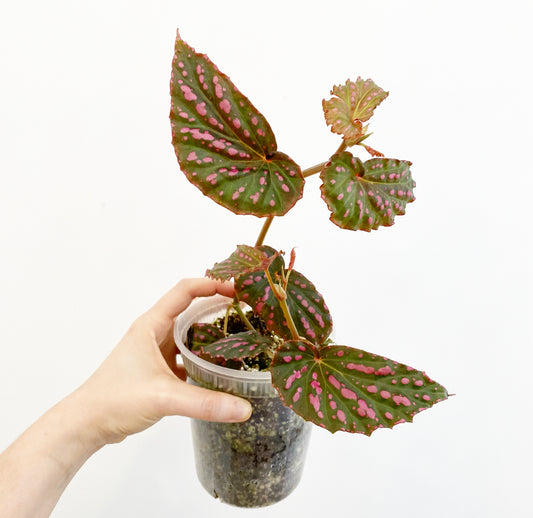 Begonia cf. negrosensis