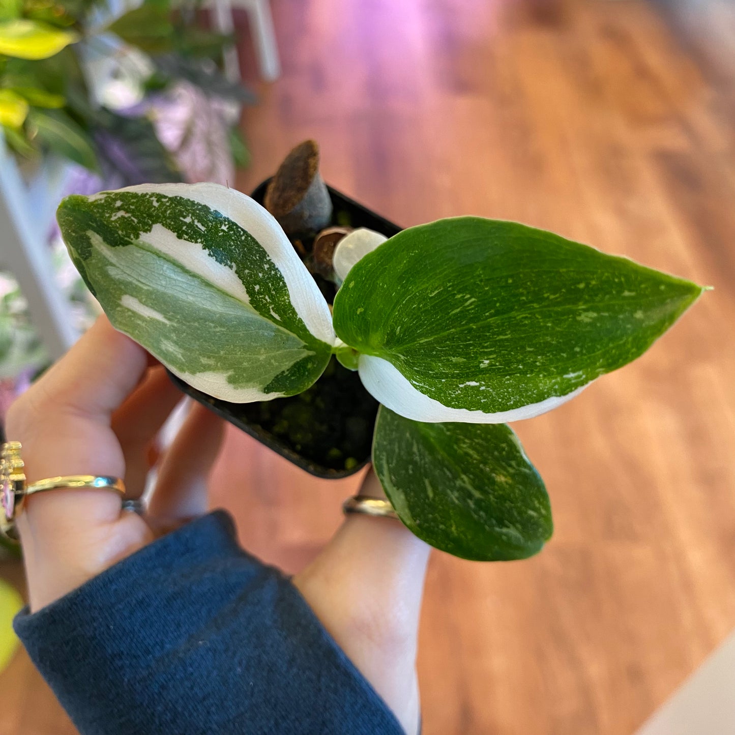 Philodendron 'White Wizard'