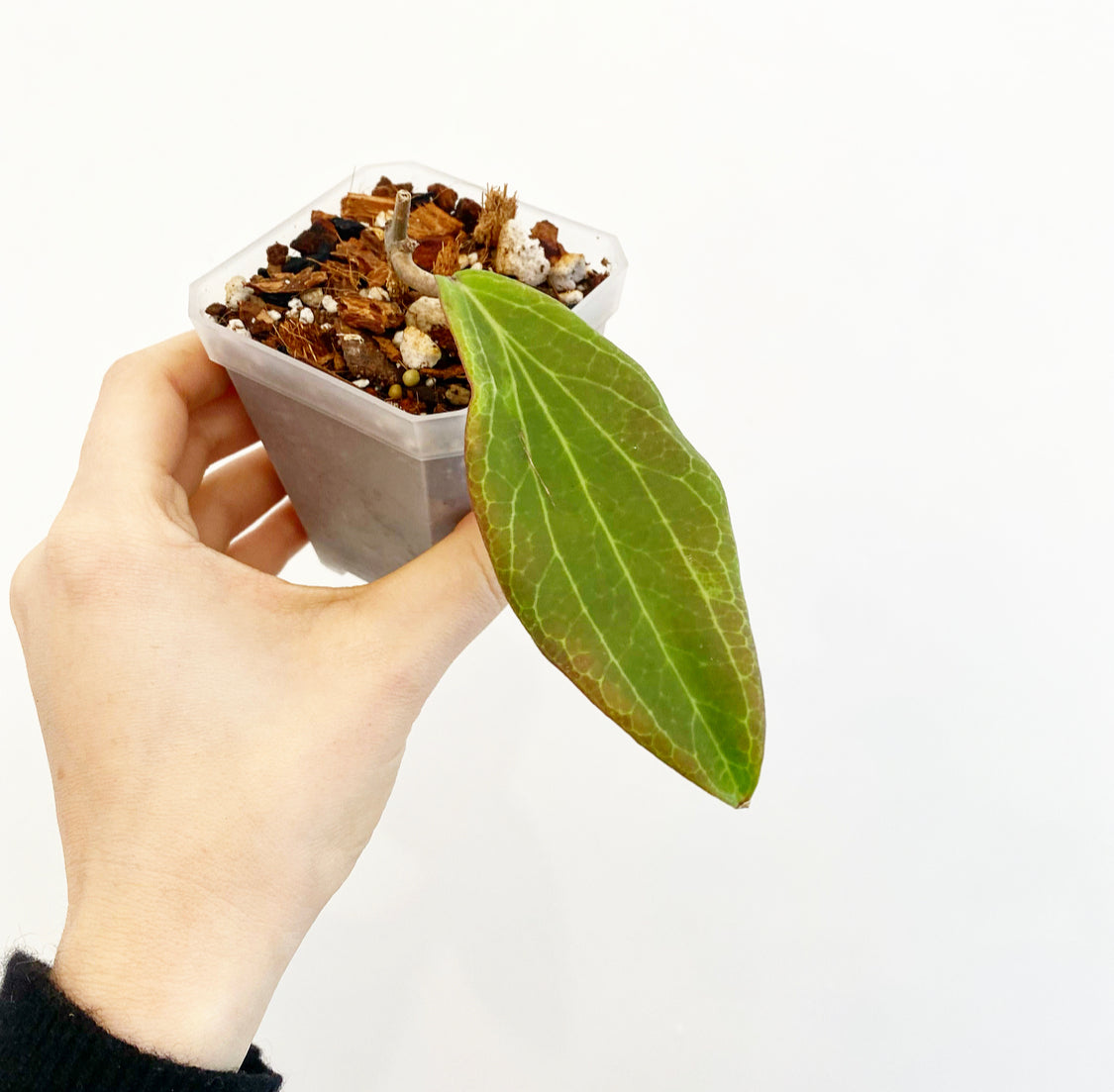 Hoya benvergarai