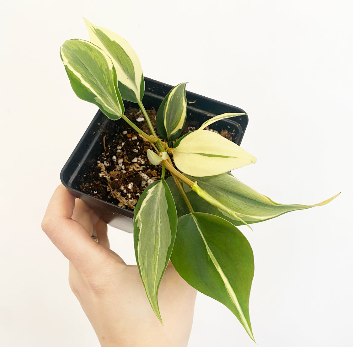 Philodendron 'Rio'
