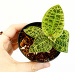 Load image into Gallery viewer, Macodes petola (Lightning Jewel Orchid)
