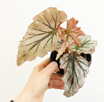 Load image into Gallery viewer, Begonia ‘Looking Glass’

