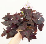 Load image into Gallery viewer, Oxalis triangularis
