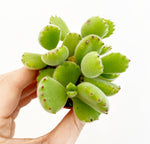 Load image into Gallery viewer, Bear Paw Succulent
