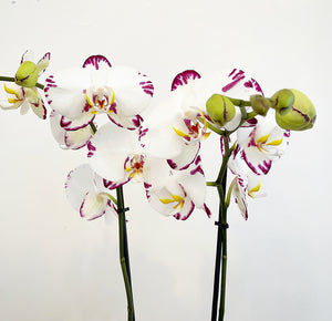 Phalaenopsis Assorted (Moth Orchid)