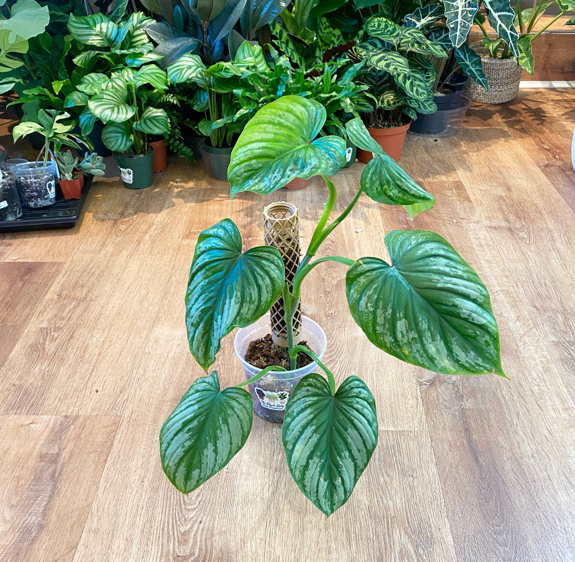 Philodendron mamei "Silver Cloud"
