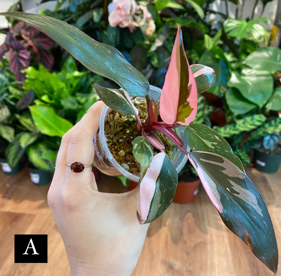 Philodendron Pink Princess “Marble”