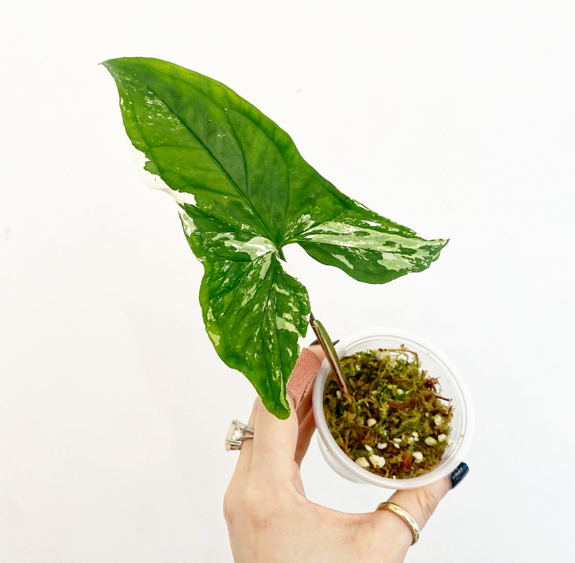 Syngonium 'Albo'