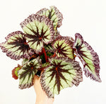Load image into Gallery viewer, Begonia ‘Fireworks’
