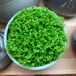 Load image into Gallery viewer, Selaginella Moss Ball
