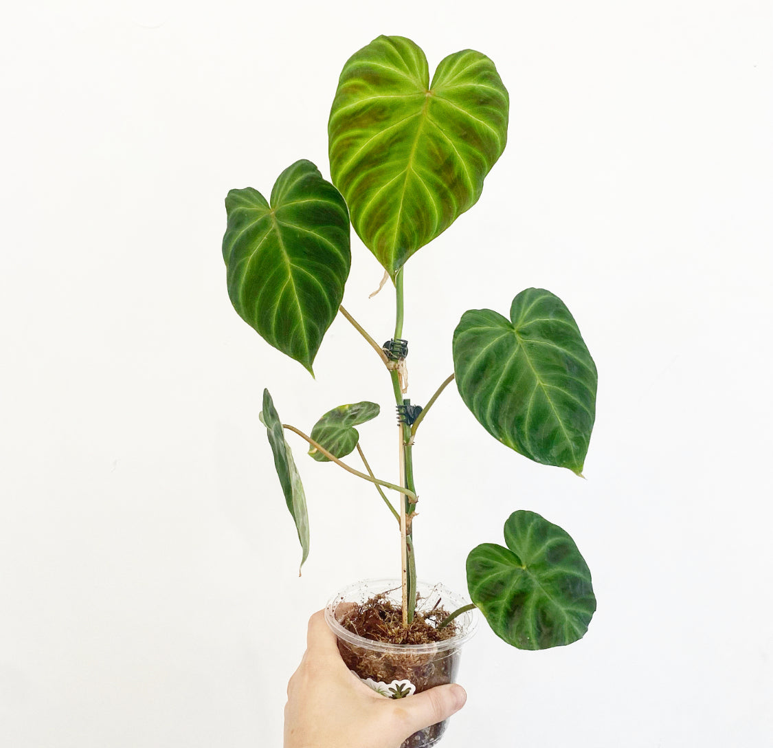 Philodendron verrucosum