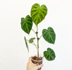 Load image into Gallery viewer, Philodendron verrucosum
