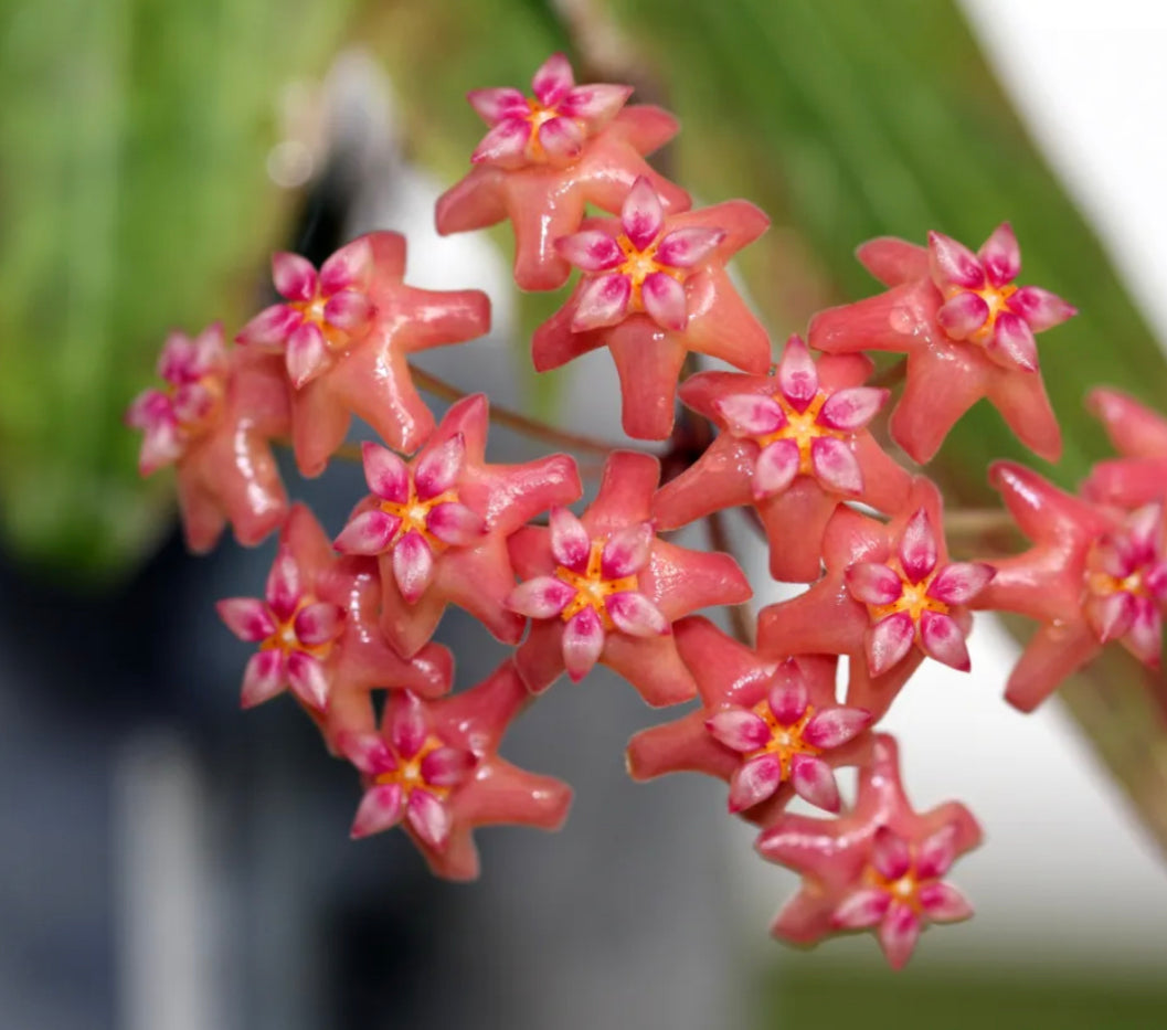 Hoya benvergarai