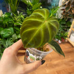 Load image into Gallery viewer, Philodendron verrucosum
