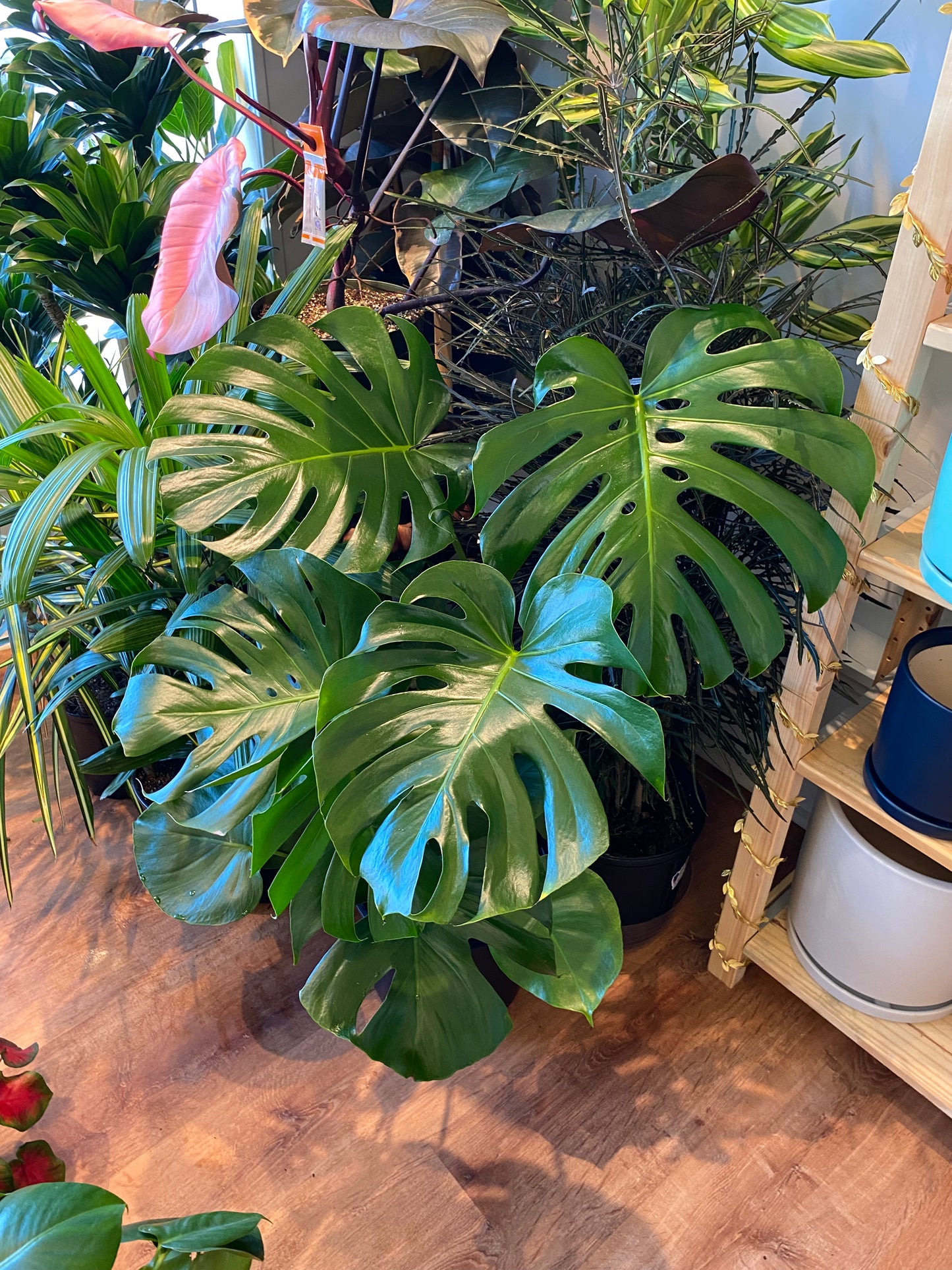 Monstera deliciosa 