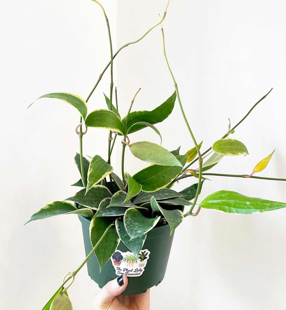 Hoya macrophylla