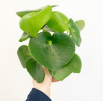 Load image into Gallery viewer, Peperomia &#39;Raindrop&#39;
