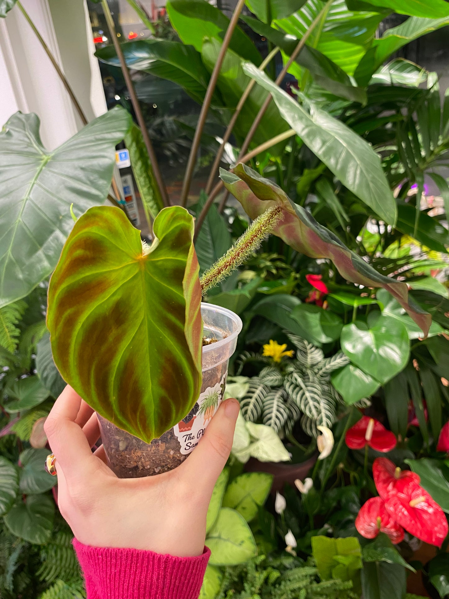 Philodendron verrucosum