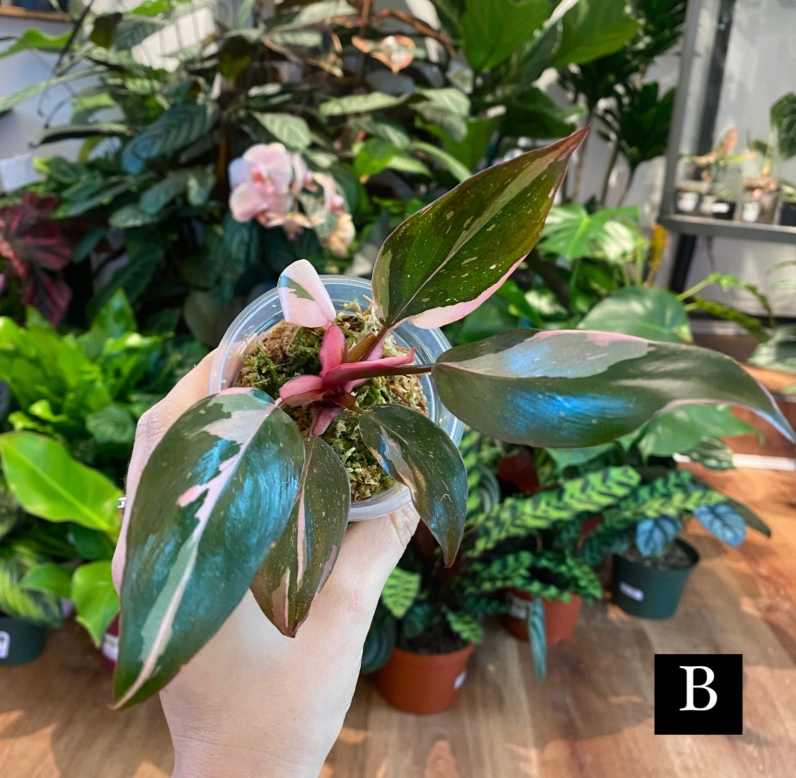 Philodendron Pink Princess “Marble”