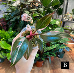 Load image into Gallery viewer, Philodendron Pink Princess “Marble”
