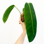 Load image into Gallery viewer, Philodendron patriciae
