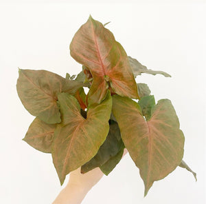 Syngonium podophyllum 'Infra-Red'