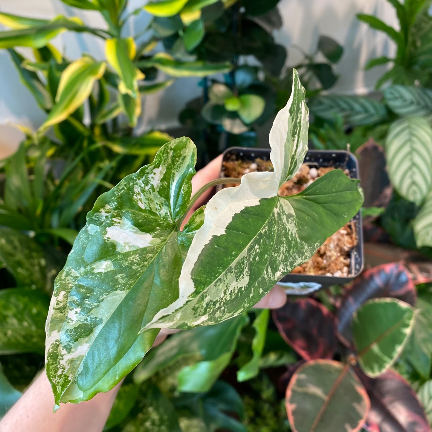 Syngonium 'Albo'