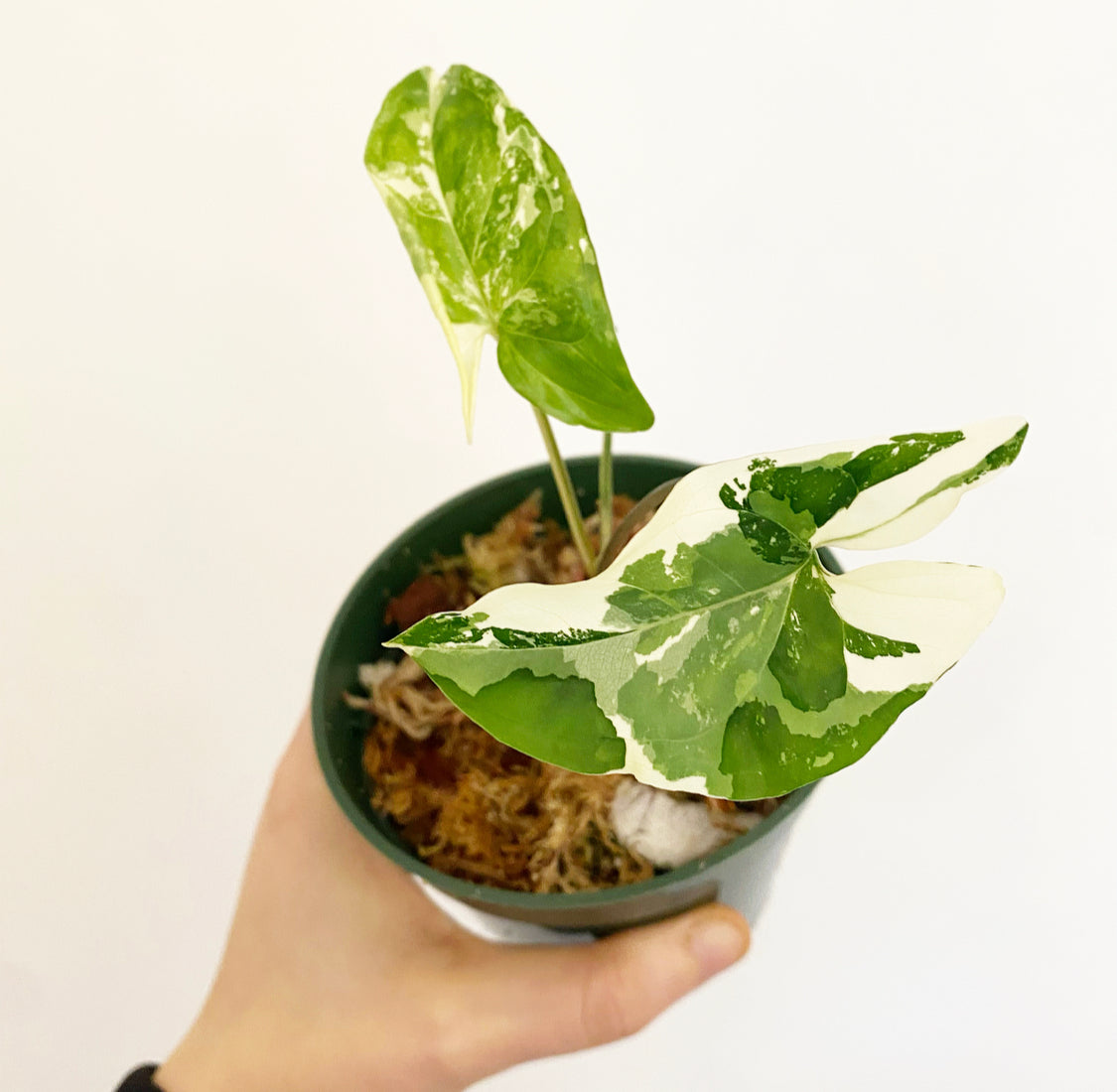 Syngonium 'Albo'