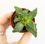 Load image into Gallery viewer, Tiger’s Jaw Succulent (Faucaria tigrina)
