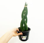 Load image into Gallery viewer, Sansevieria &#39;Dragon Fingers&#39;
