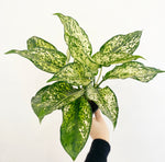Load image into Gallery viewer, Aglaonema &#39;Wintery Winehouse&#39;
