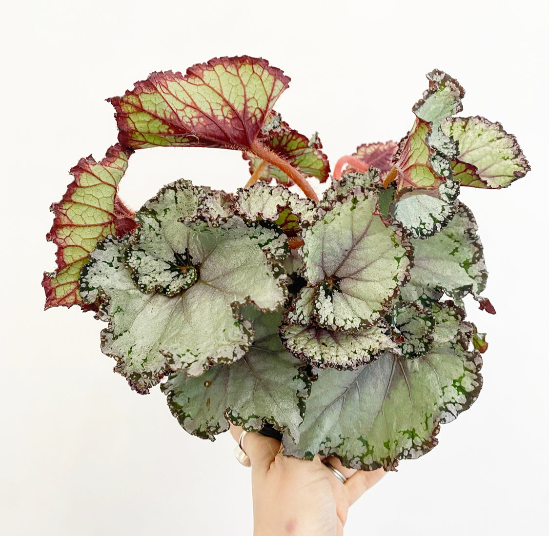 Begonia ‘Purple Curl’