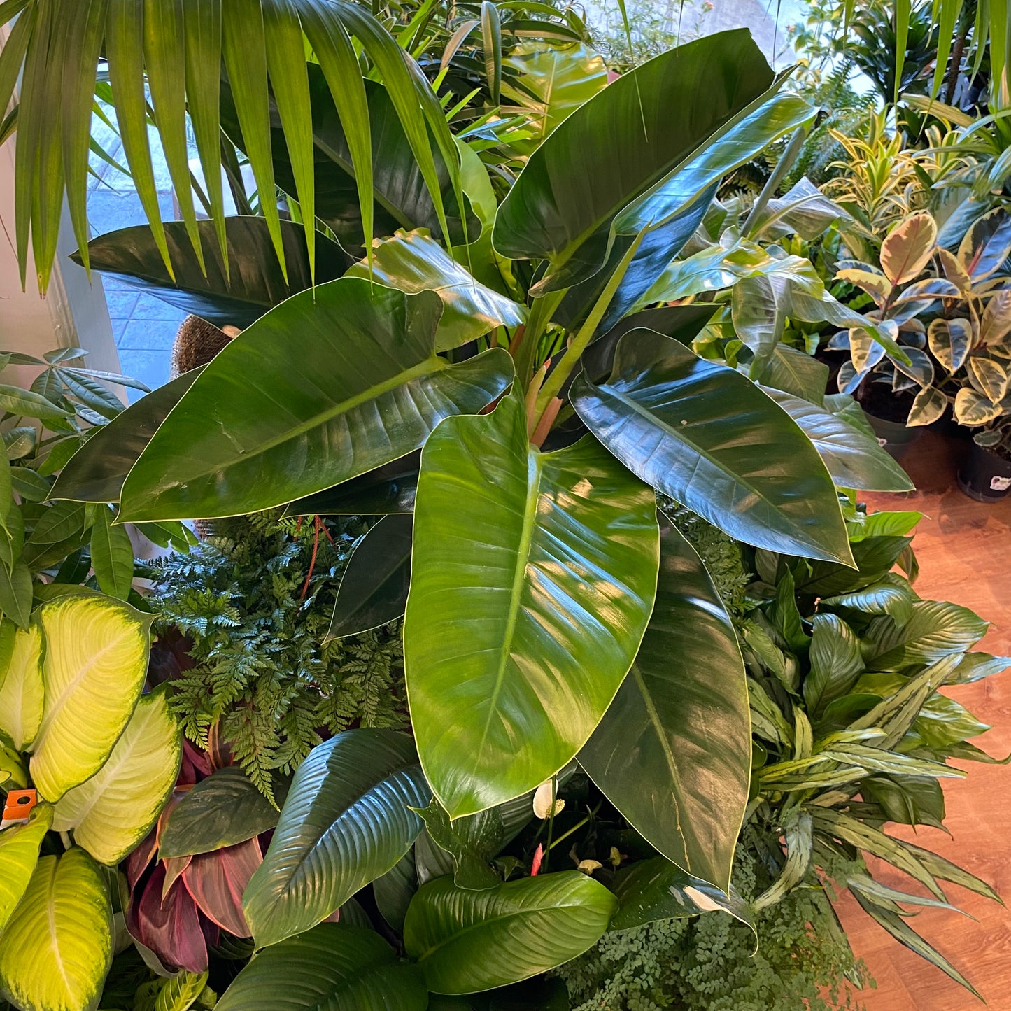 Philodendron 'Thai Congo' AKA ‘Congo Green’