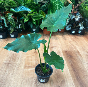 Alocasia 'Tyrion'