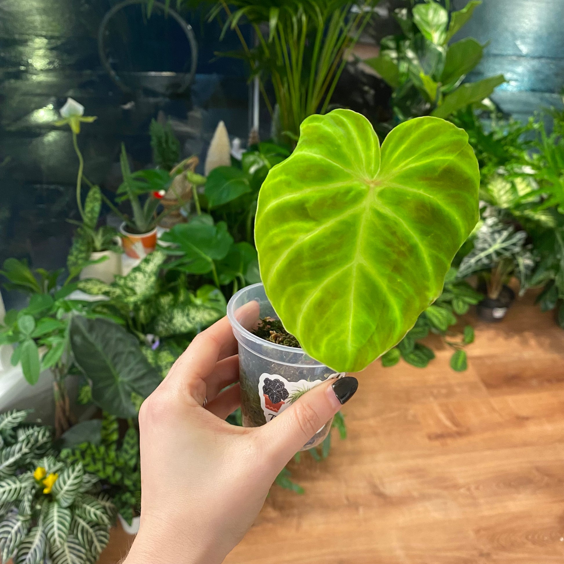 Philodendron verrucosum 
