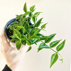 Hoya lanceolata ‘Bella’