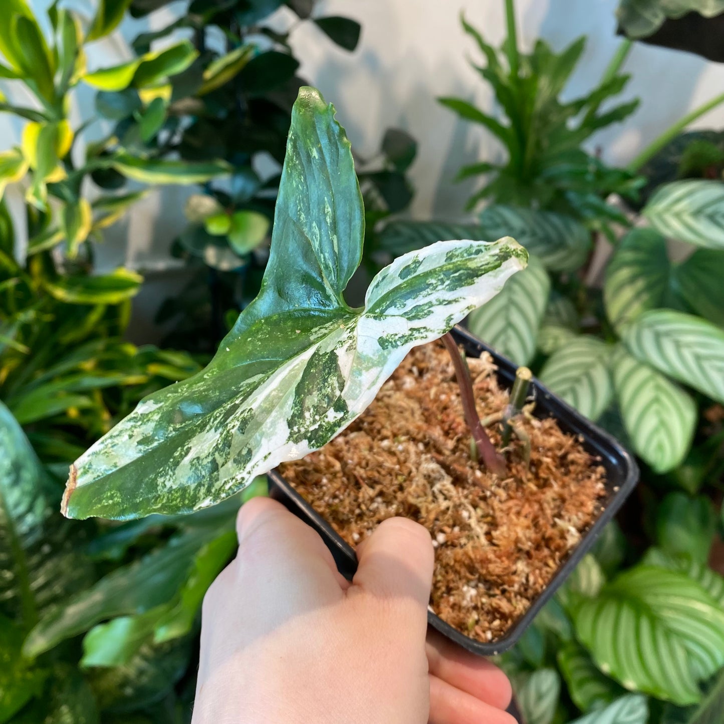 Syngonium 'Albo'