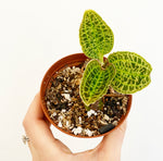 Load image into Gallery viewer, Macodes sanderiana (Jewel Orchid)
