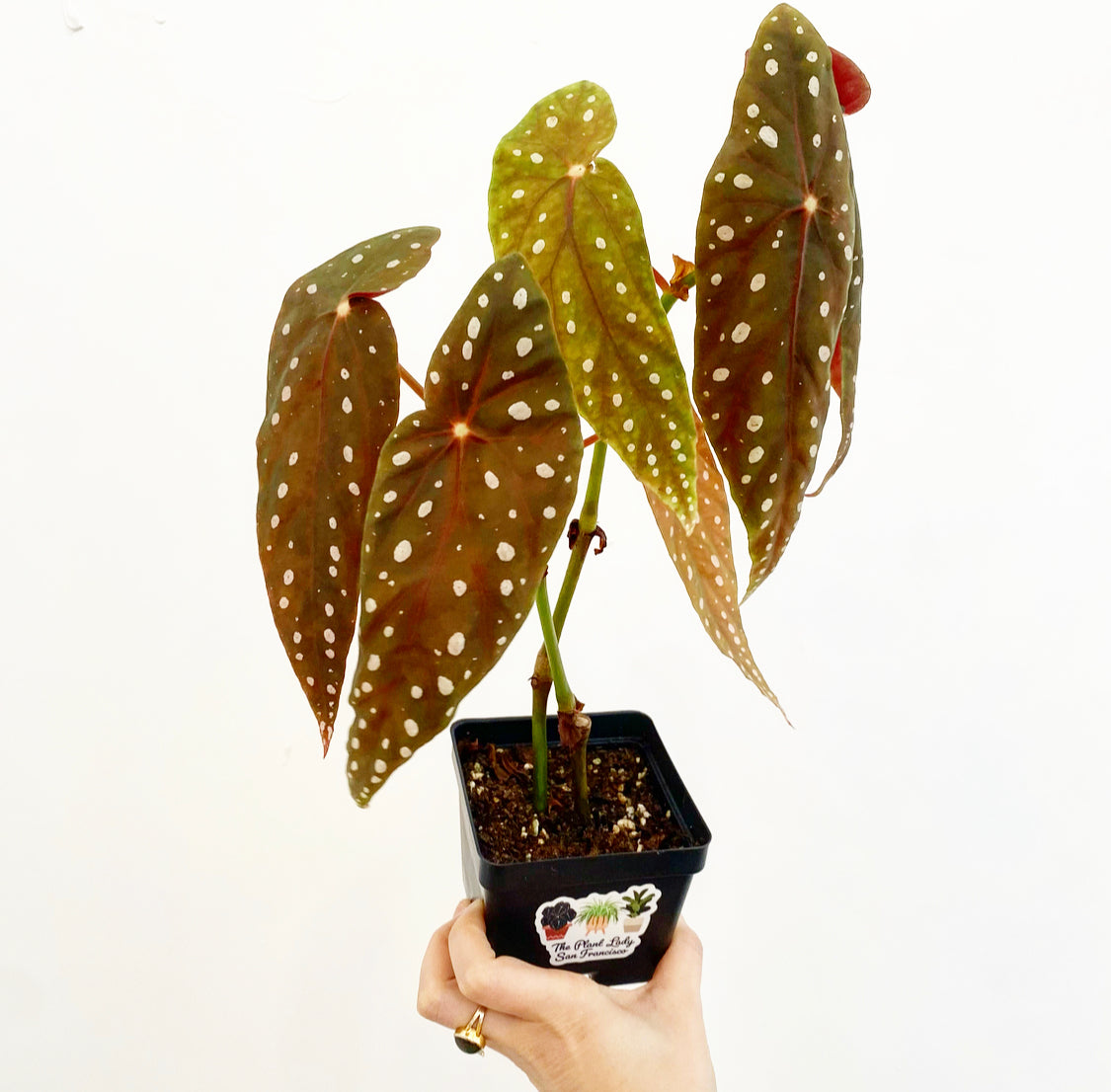 Begonia 'Eric Seel'