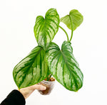 Load image into Gallery viewer, Philodendron mamei &quot;Silver Cloud&quot;
