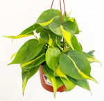 Load image into Gallery viewer, Philodendron hederaceum &#39;Brasil&#39;
