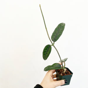 Hoya villosa