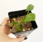 Load image into Gallery viewer, Hoya walliniana
