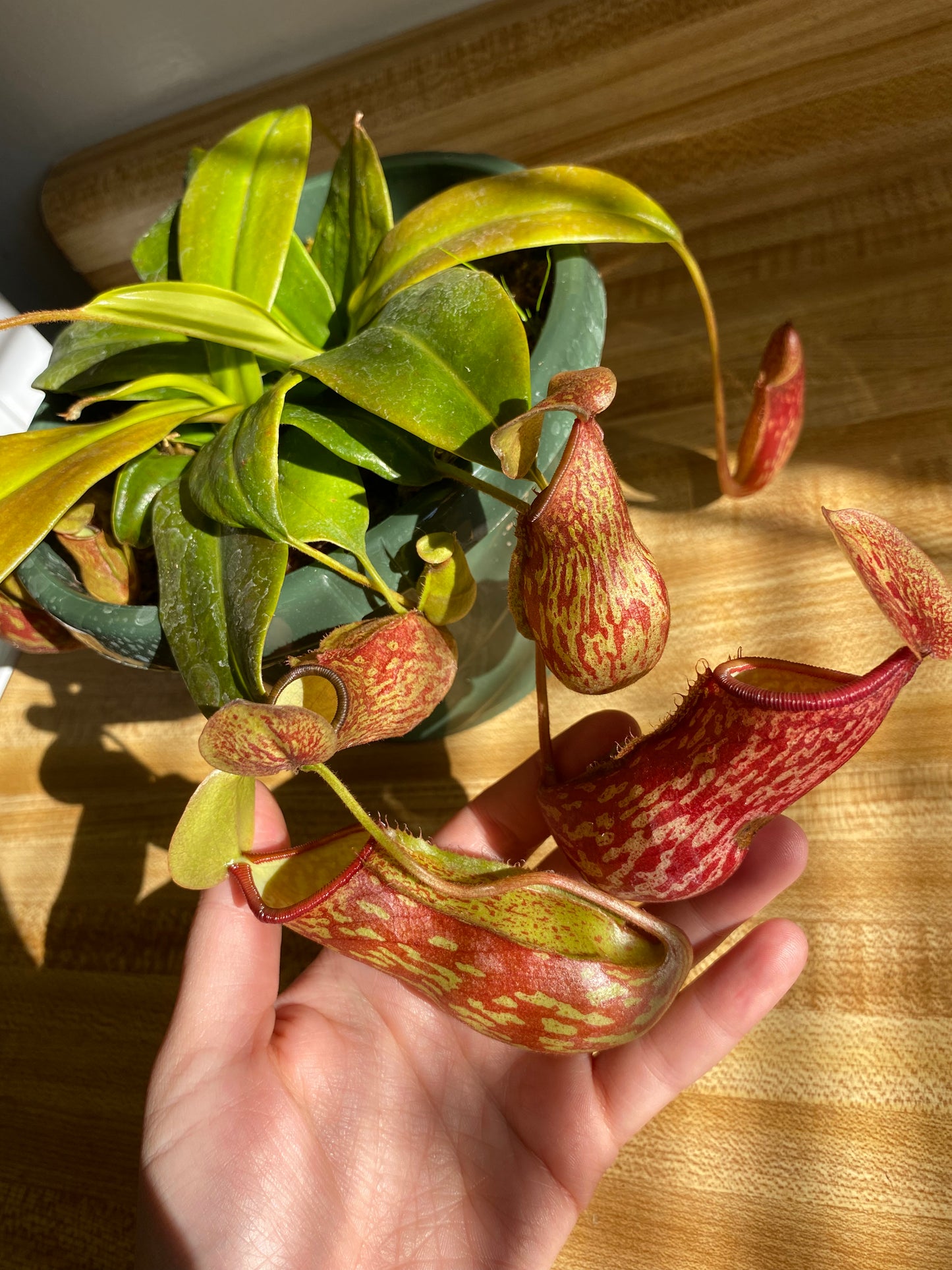 Nepenthes x St. Gaya