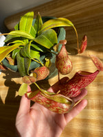 Load image into Gallery viewer, Nepenthes x St. Gaya
