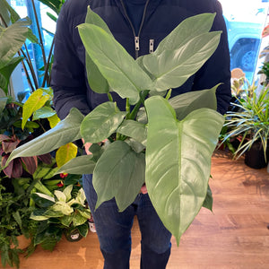 Philodendron hastatum 'Silver Sword' (narrow leaf)