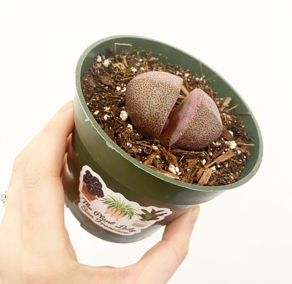 Split Rock ‘Pleiospilos nelii’